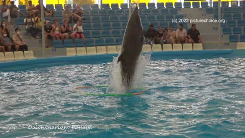 Dolphinarium Pattaya