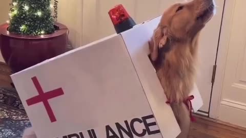 Doggo ambulance