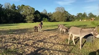 BLM Burros at Stroud... again