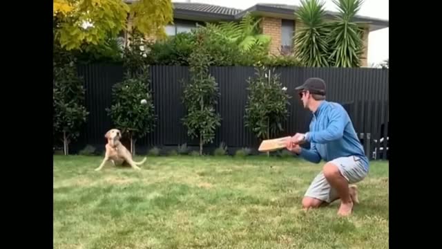 Dog Catch Challenge Ft. Kane Williamson