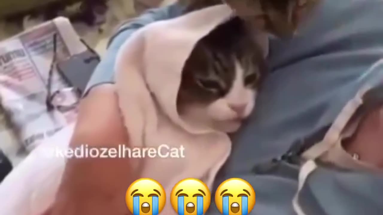 This Cat hates when his owner loves another Cat