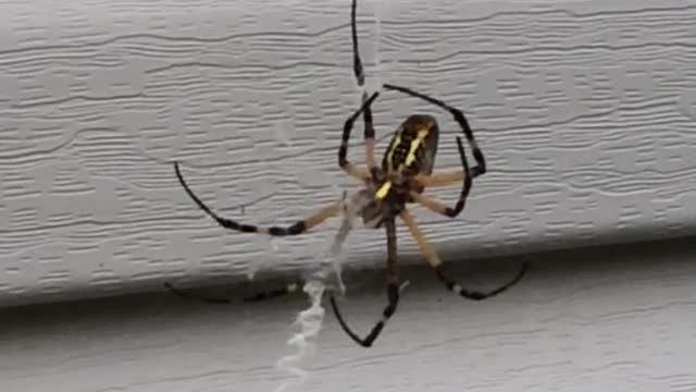 Feeding a spider