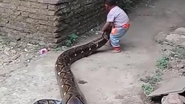 Child bites and plays with Gigantic Snake...this will shock you