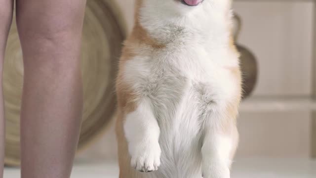 Baby dogs cute funny doges video