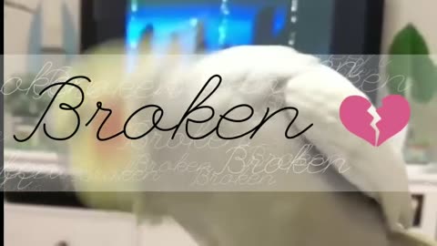 Cockatiels are the BEST _ Happy Cockatiels _ Cockatiel Funny Videos _ cute animals