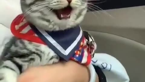 Cat 😺 is smiling || Smile of a cat || Cat is enjoying journey