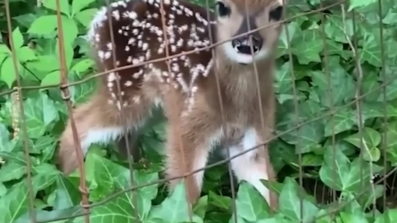 Dear Baby Playing In Forest