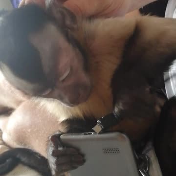 Мирон учится подключать телефон