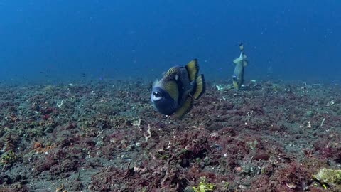 Titan Triggerfish Protects Its Nest