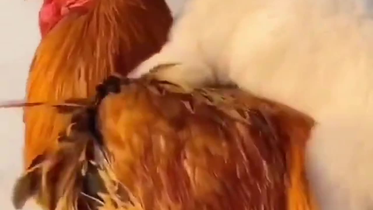 Friendship _ puppy and chicken . A beautiful moment