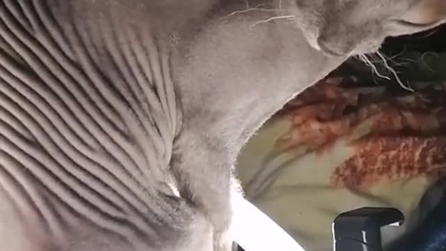 Bald cat gets high