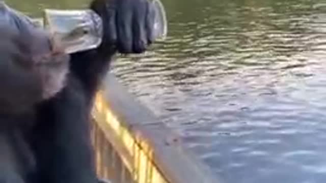 A Chimp Enjoying a Drink in The Patio Funny Video Shorts