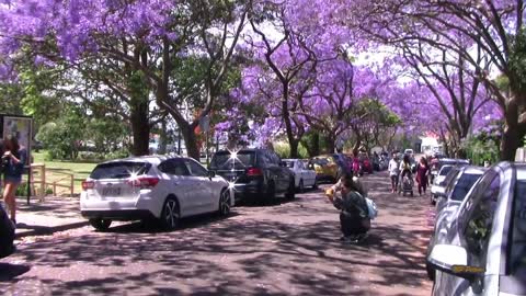 Jacaranda Season in Sydney Spring