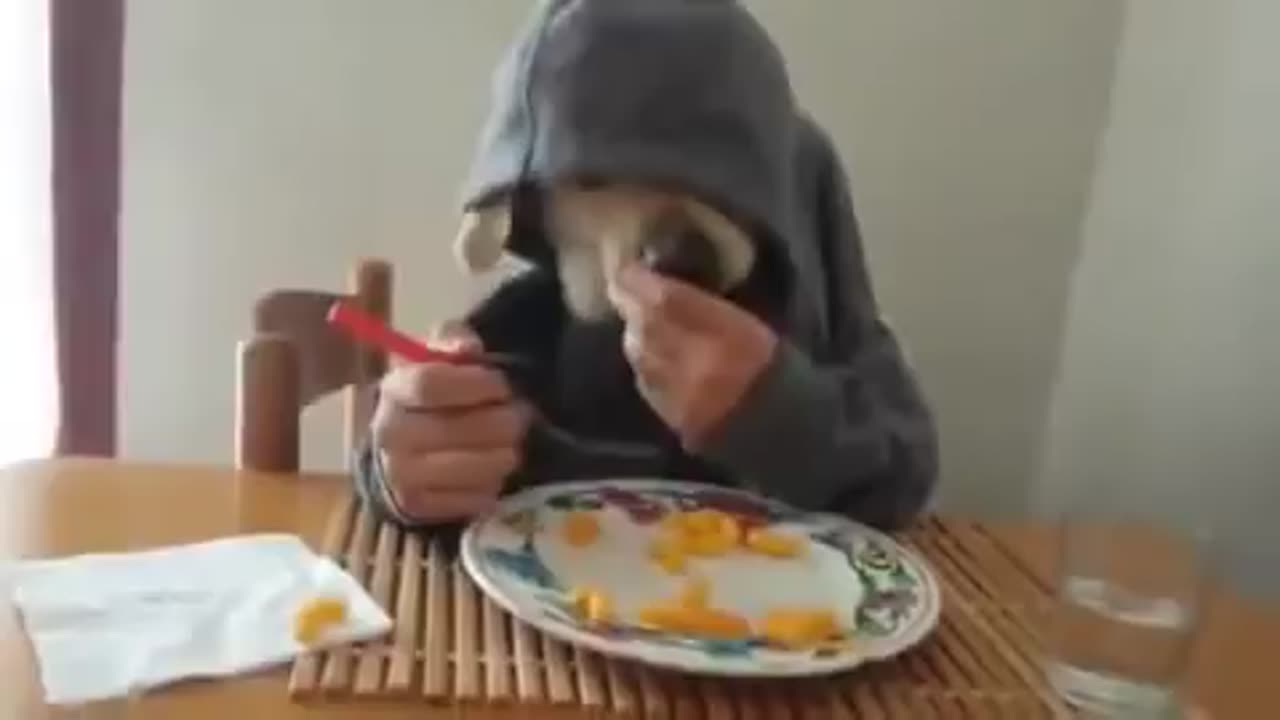 Dog eating like human