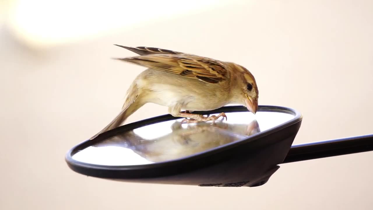 Cute Sparrow Fighting Against Own Image