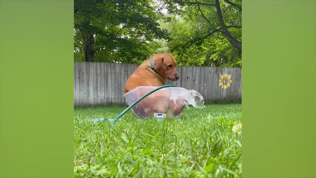 Funny animals - Funny cats / dogs - Funny animal videos / Best videos of November 2023