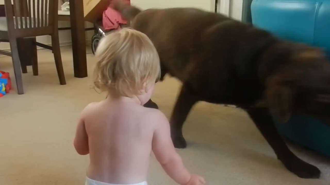 Baby laughing at dog playing with a balloon - Funny Baby Video 6