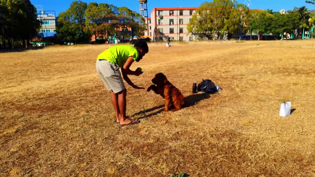 A dog that plays with his friend the Batool is an obedient and adorable dog