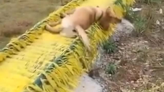 a funny dog sliding