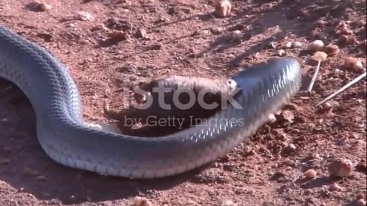 The Deadly Black Mamba_ Unraveling the Secrets of its Lethal Venom