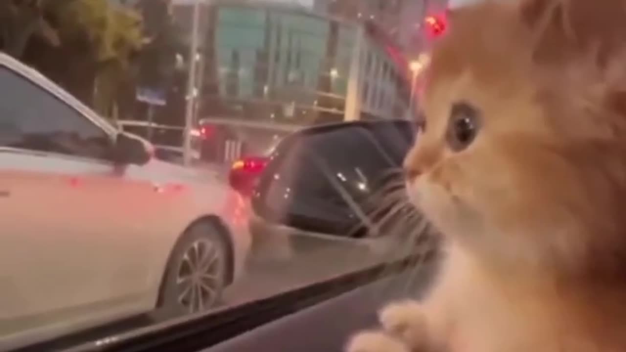 cat in car