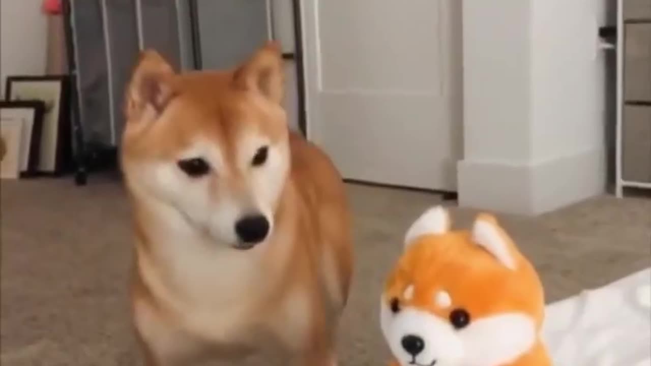 Shiba Inu 🐶 One Of The Most Popular Dog Breeds In The World! | 1 Minute Animals