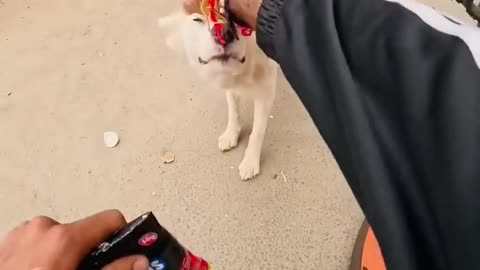 Today morning I met my friend 🐕 in the path of cricket stadium 🏟️ 🏏