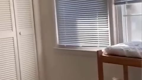 Funny Animal Videos