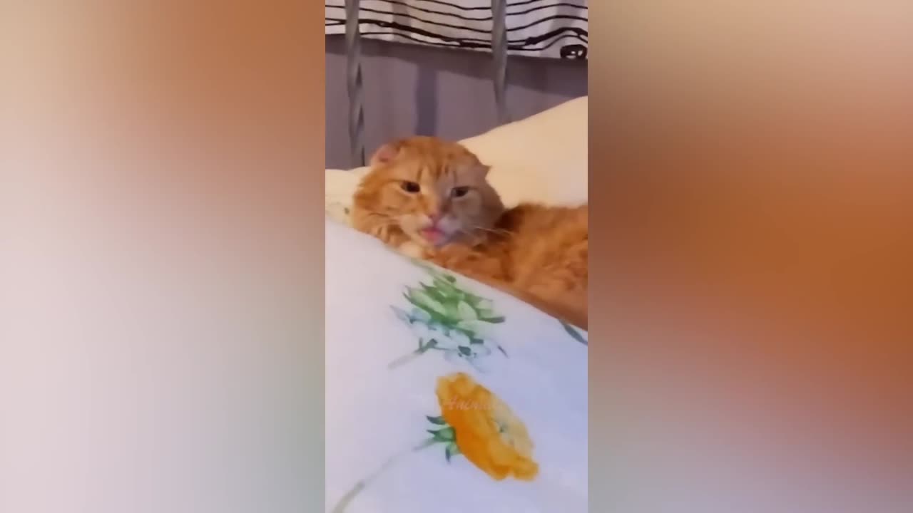 Best Funny Animal Videos Of The 2022 π€£ - Funniest Cats And Dogs Videos πΊπ (11)