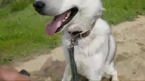 Siberian Husky Training: How To Leash Train An EXCITED Siberian Husky!