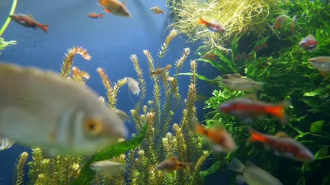 Good 🐠