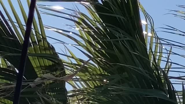 OnFilm ~ Man and His Dog Pushes the ghetto bird out of the community with a CAMERA Phx Az 02152022