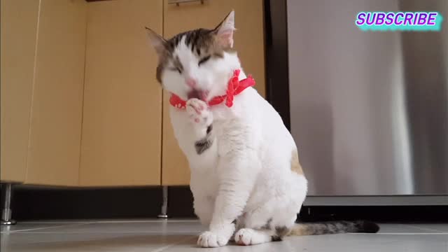 cat videos_funny cat videos_videos for cats