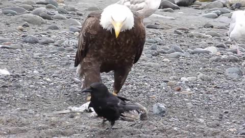 Bald Eagle Walking