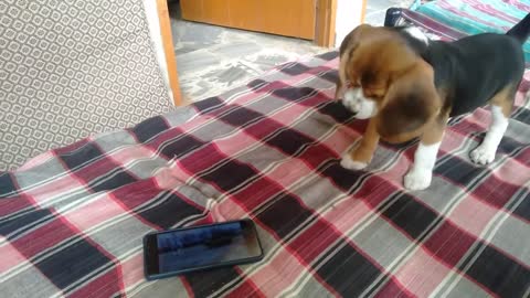 Beagle dog haappy nes