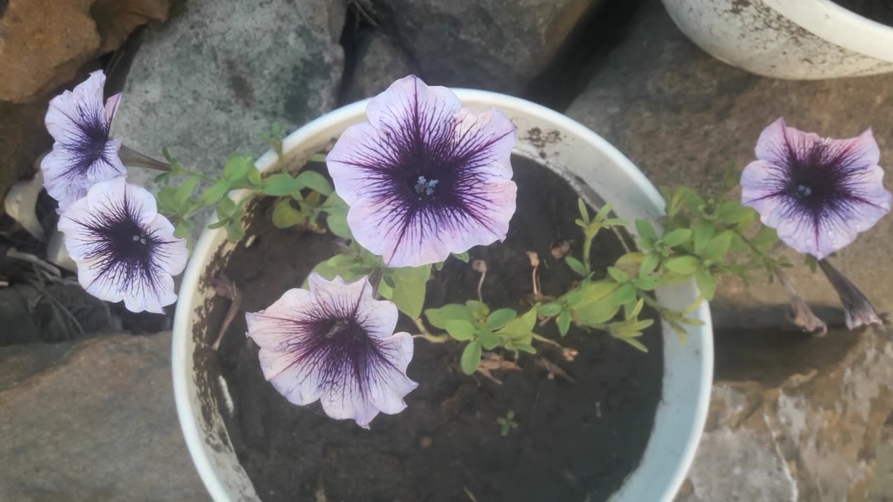 Purple petunia