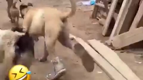 Funny animal video