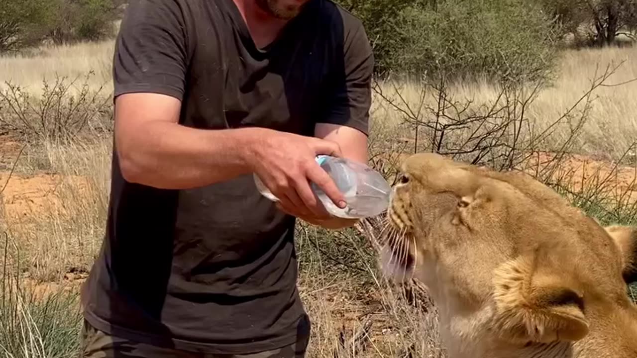 Lion 🦁 drinks water 💧