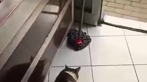 Funny cat 😺 video