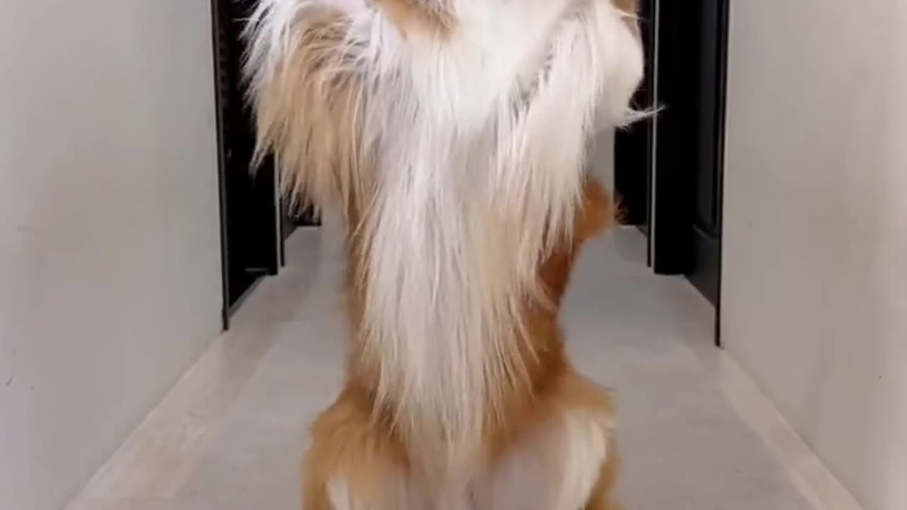 Dog making insta reel 😂😂