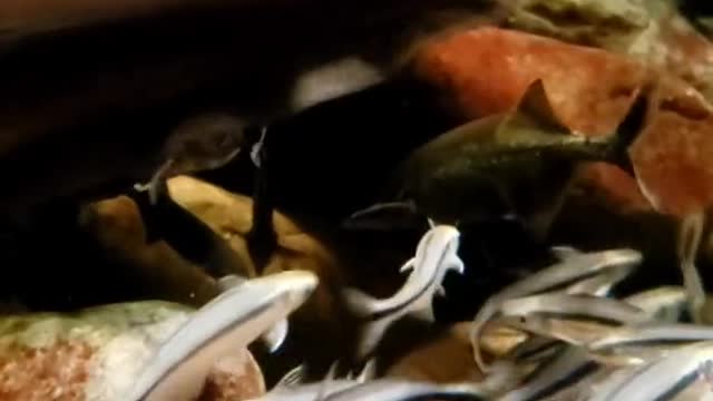 just the song our knifefish have been waiting for!