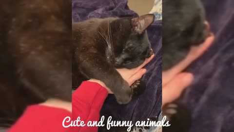 Cute and funny animals