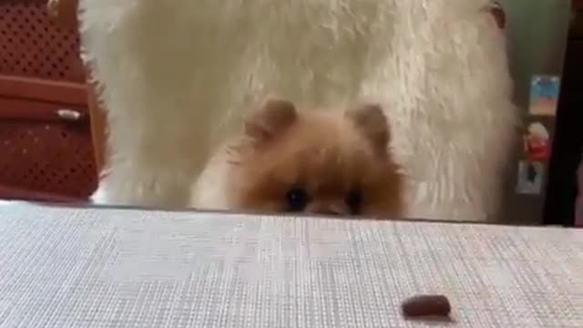 Smokey is a chocolate lover