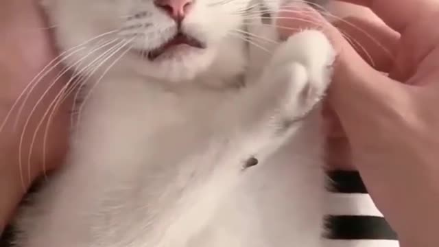 Cute 🥰 cat video #Short #puppy #firstshortvideo
