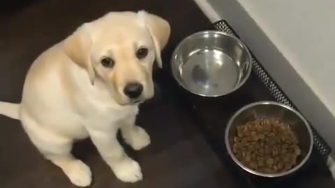 Hungry pup eagerly awaits mealtime.