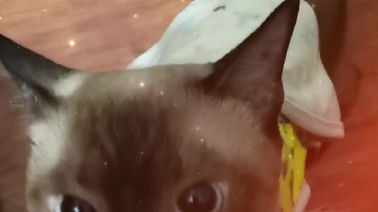 Cute Siamese Cat Hungry