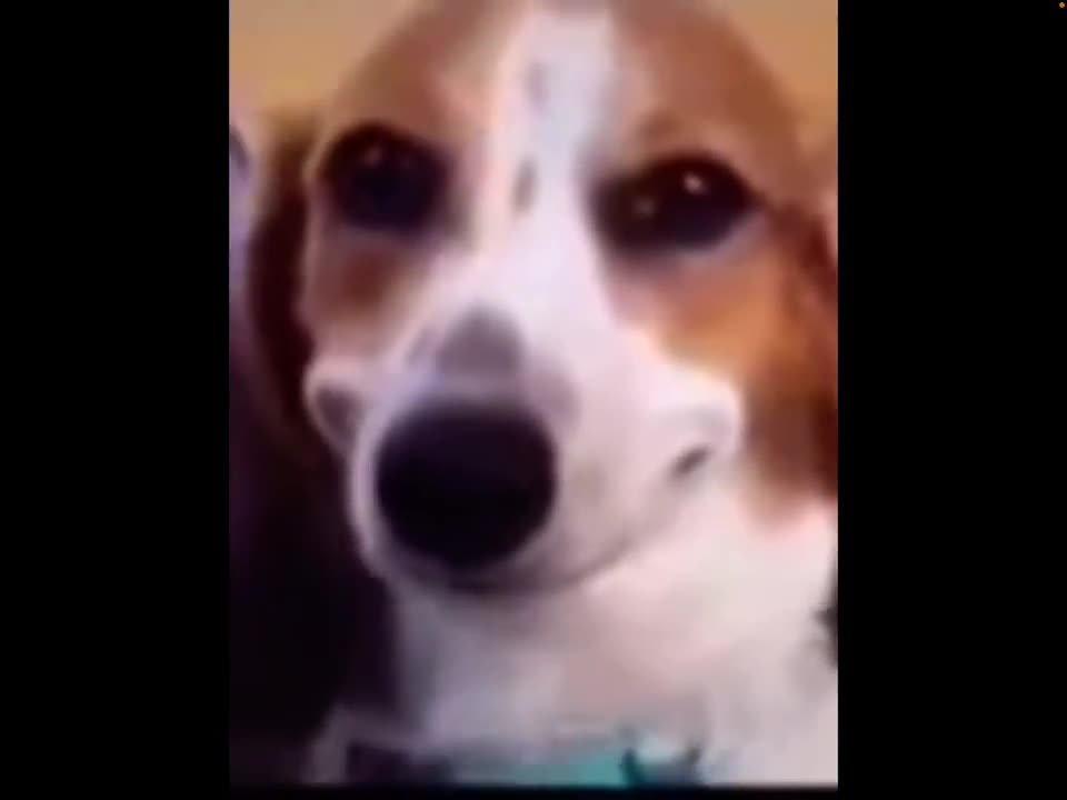 Dog is a sussy baka (shut up nemyacx)