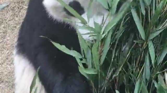 Panda World Autumn Tour