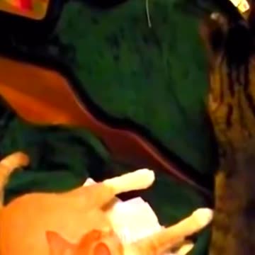 cat vs cat make fun. cat vs cat funny . short. #short