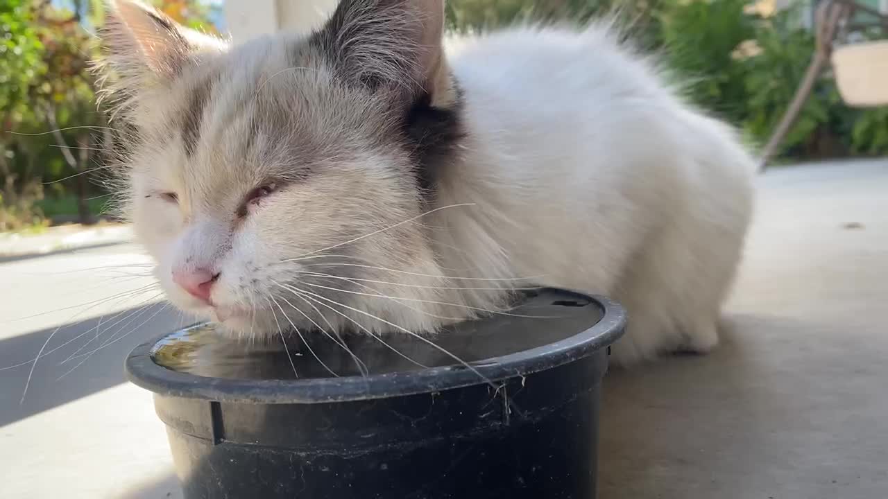 Cat drinking water